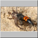 Anoplius viaticus - Wegwespe 39c beim Eintrag einer Trochosa-Wolfsspinne.jpg